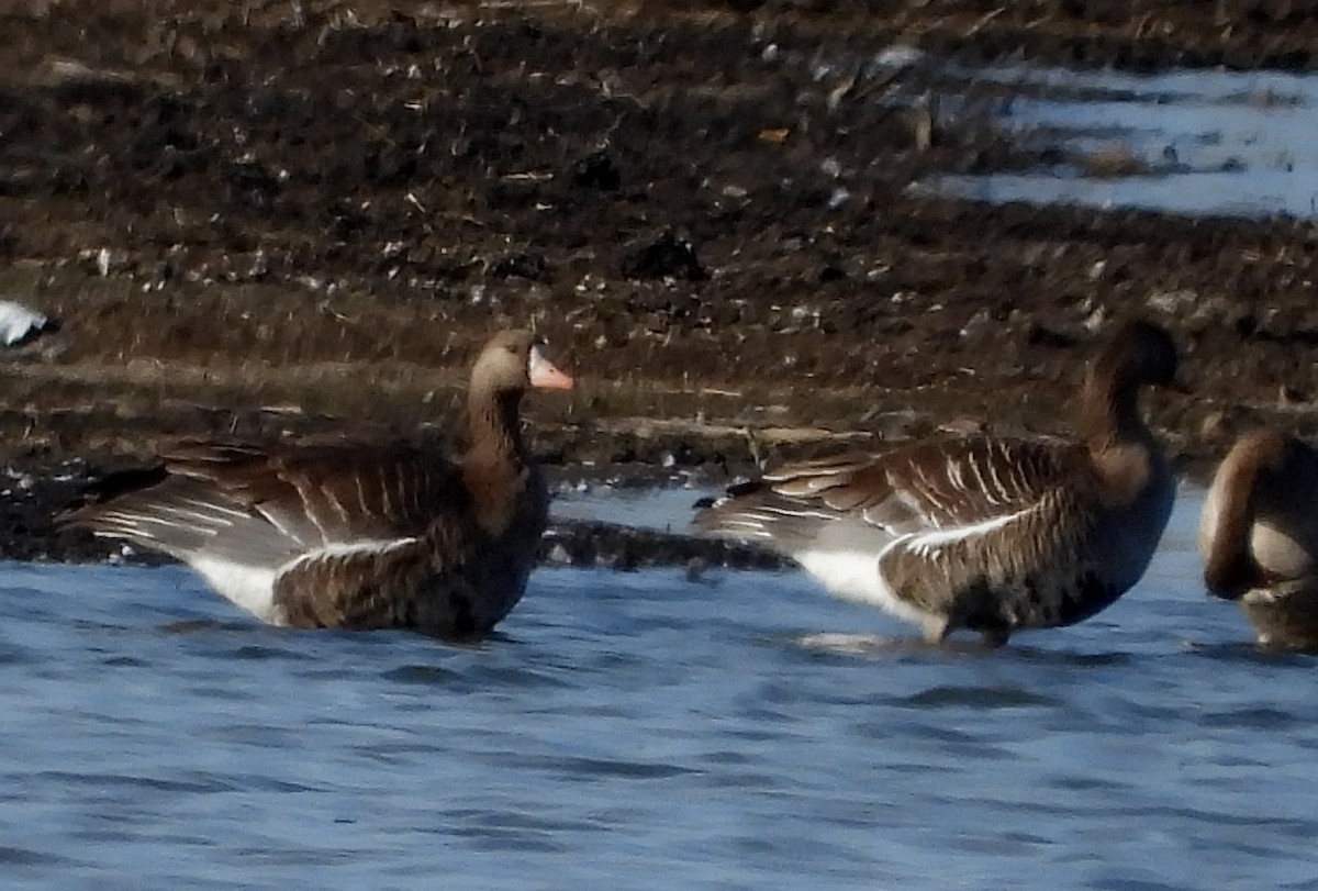 Greater White-fronted Goose - ML569322871