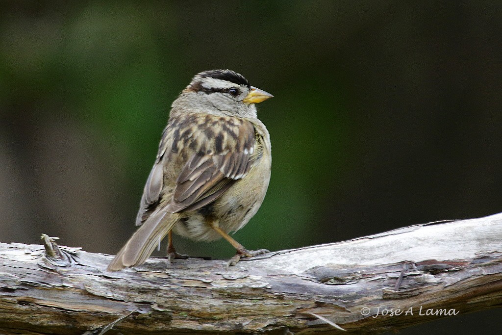 White-crowned Sparrow - Jose Antonio Lama
