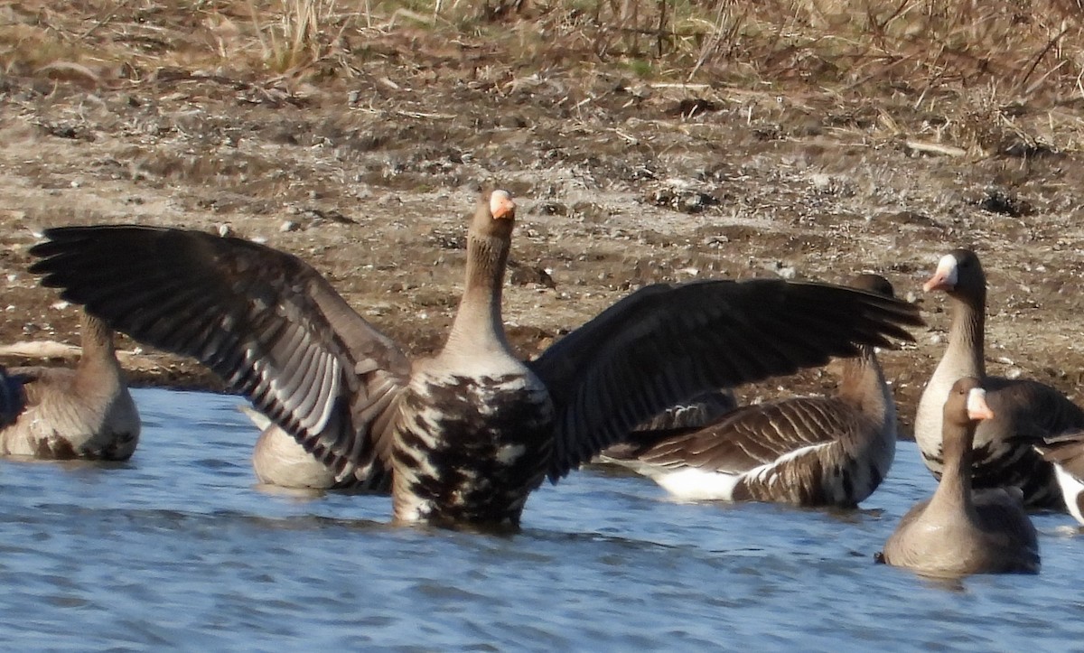 Greater White-fronted Goose - ML569323921