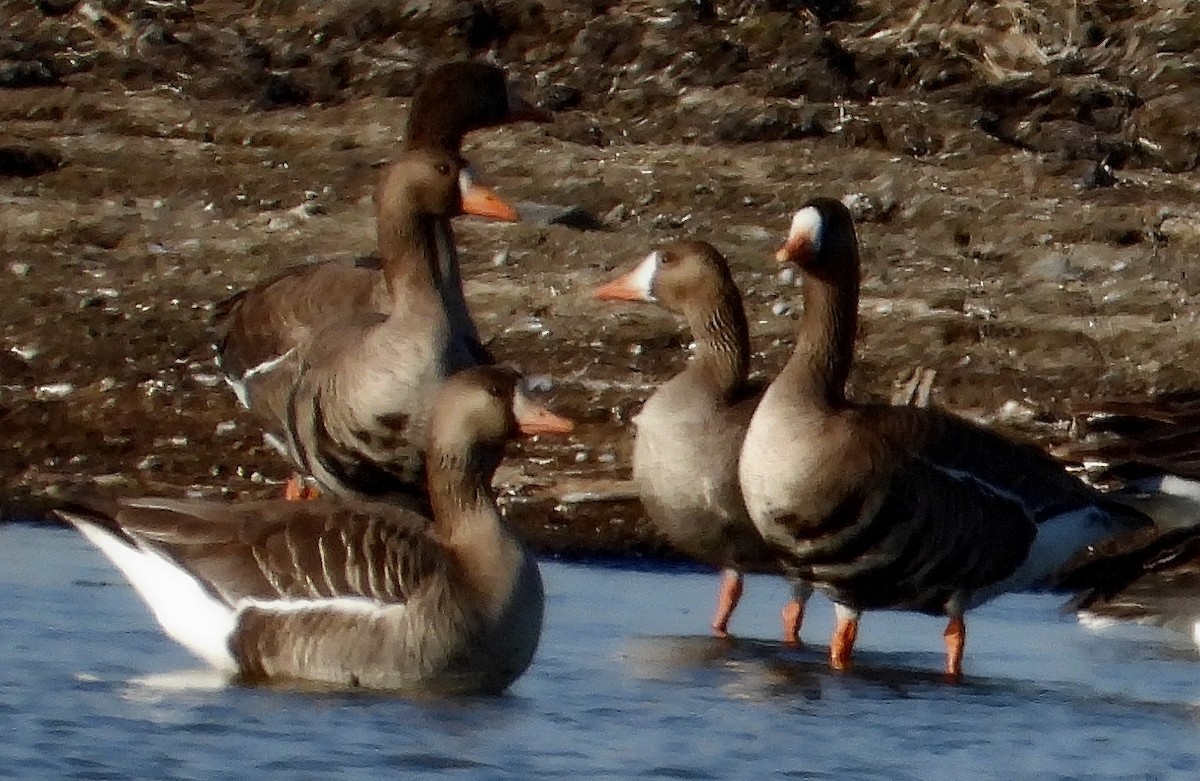 Greater White-fronted Goose - ML569324061