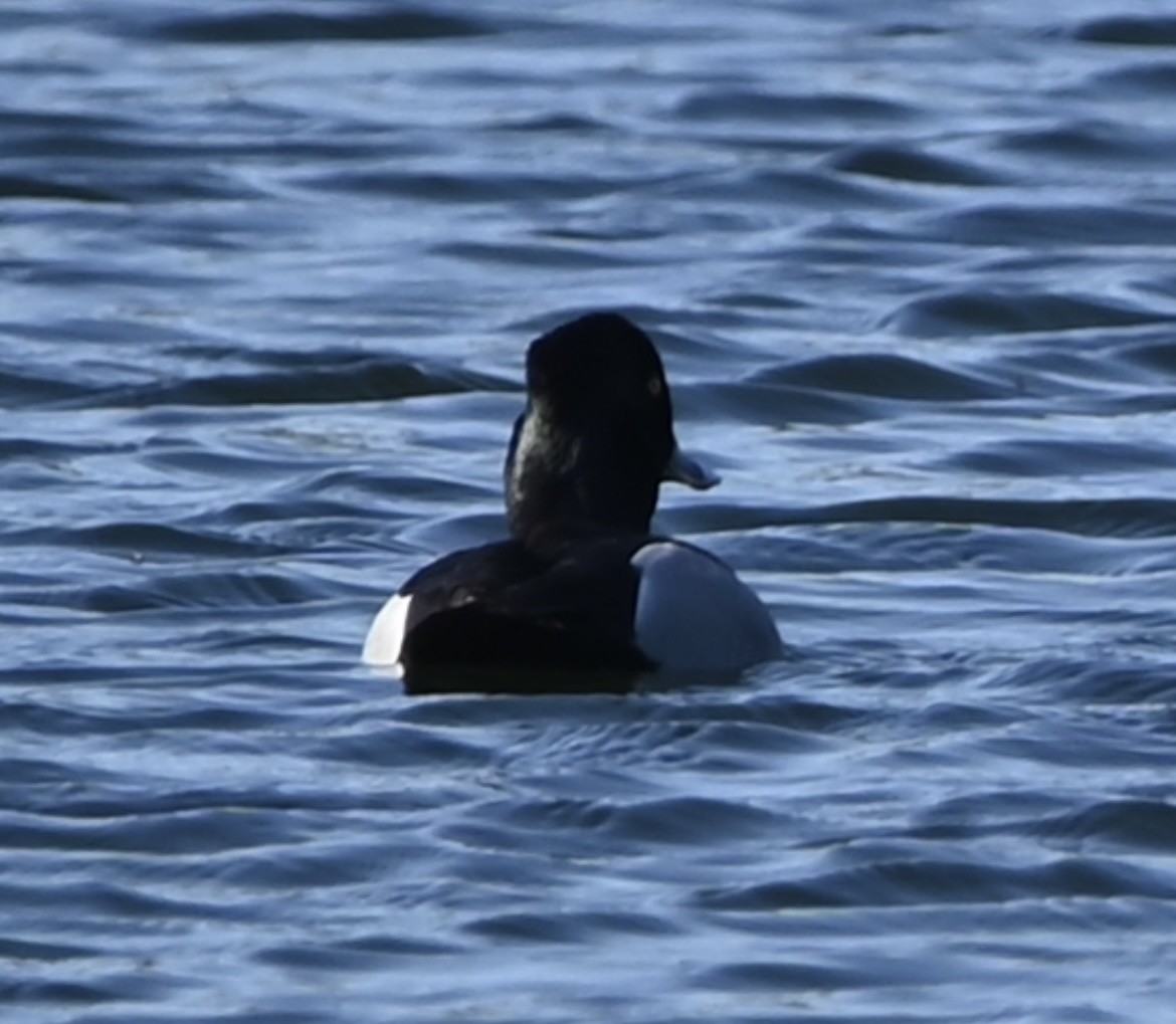 Ring-necked Duck - ML569326051