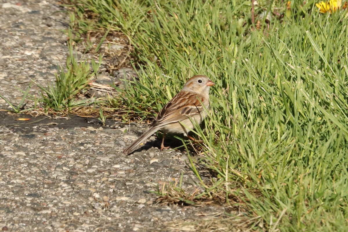 Field Sparrow - ML569327281