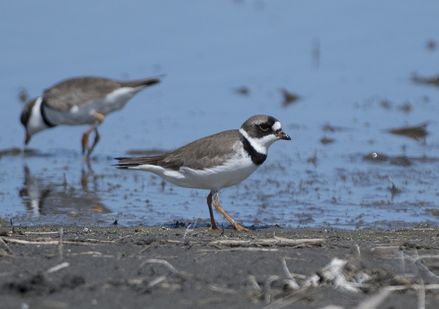 Semipalmated Plover - ML56932991