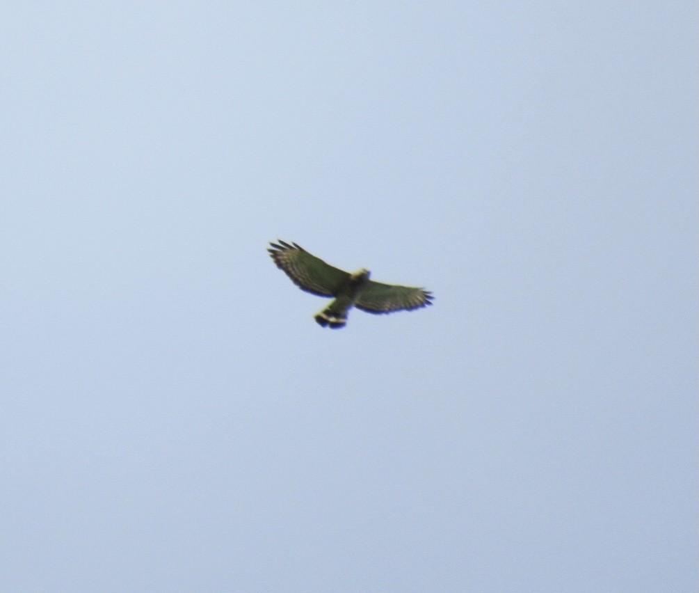 Broad-winged Hawk - pete wrublewski