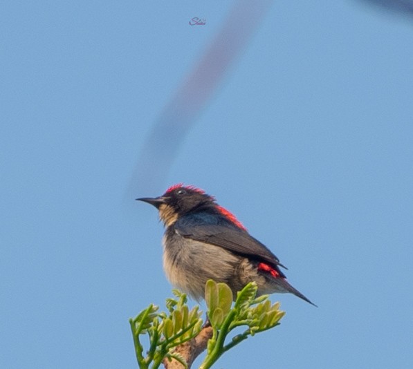 Scarlet-backed Flowerpecker - ML569336601