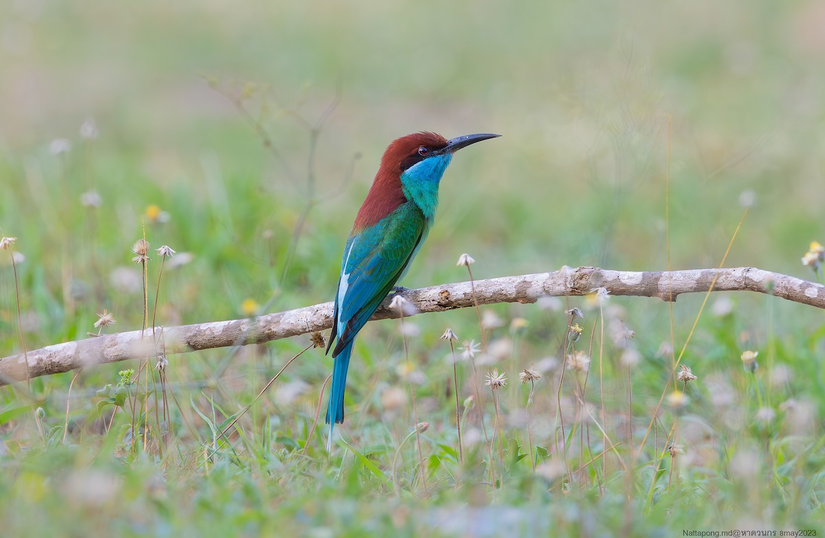Blue-throated Bee-eater - Nattapong Banhomglin