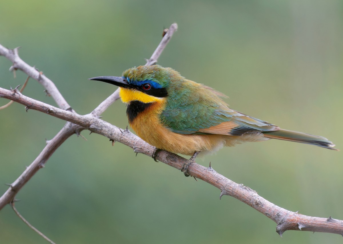Little Bee-eater - Ayuwat Jearwattanakanok