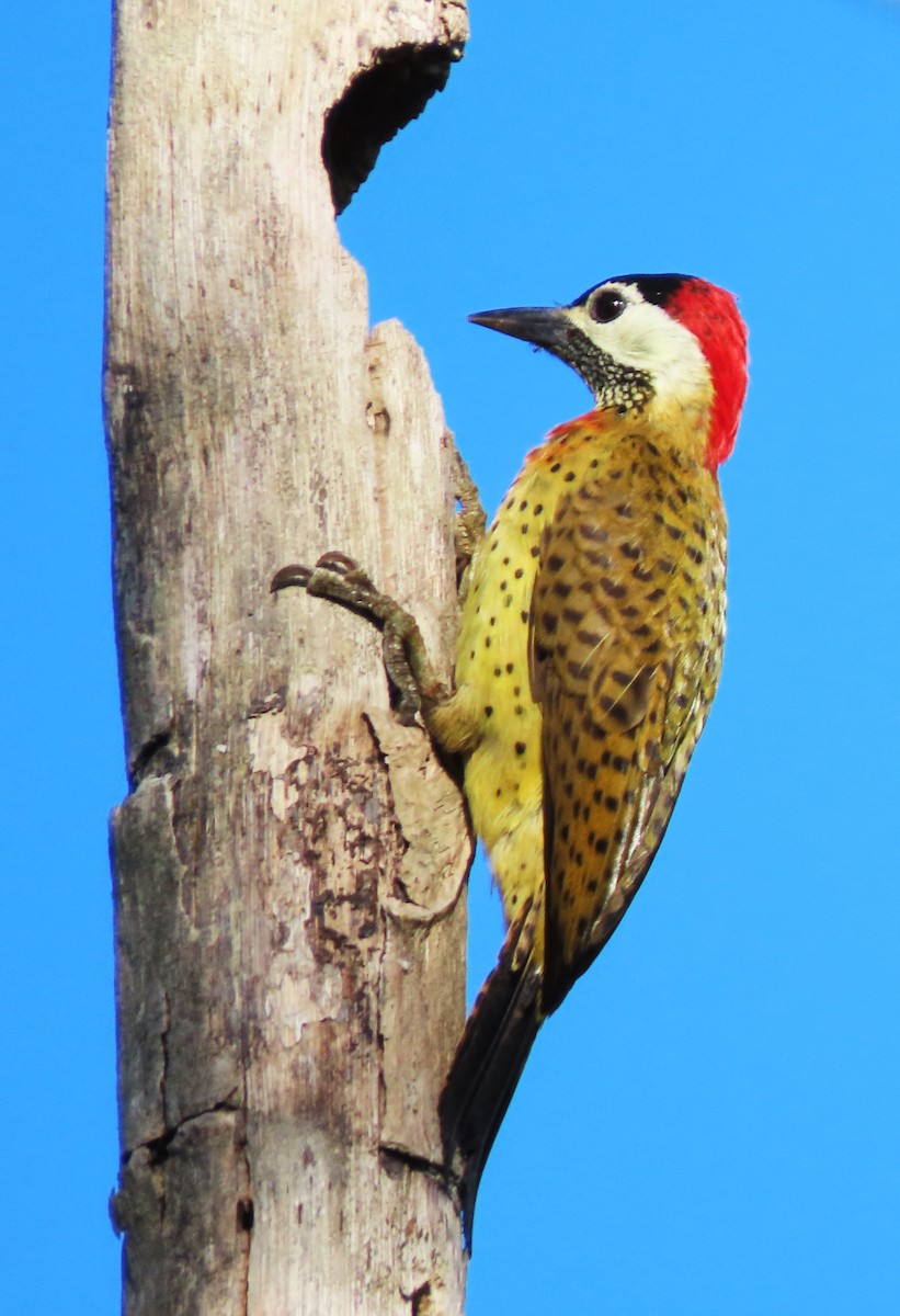 Spot-breasted Woodpecker - ML569344711