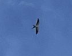 Swallow-tailed Kite - ML569349531