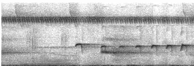 Rostflanken-Ameisenschnäpper - ML569350741