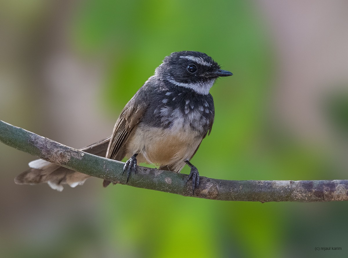 Spot-breasted Fantail - ML569350991