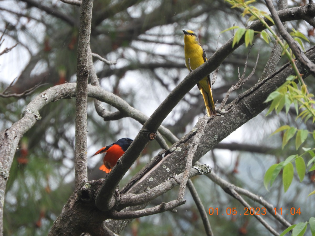 赤紅山椒鳥 - ML569351561