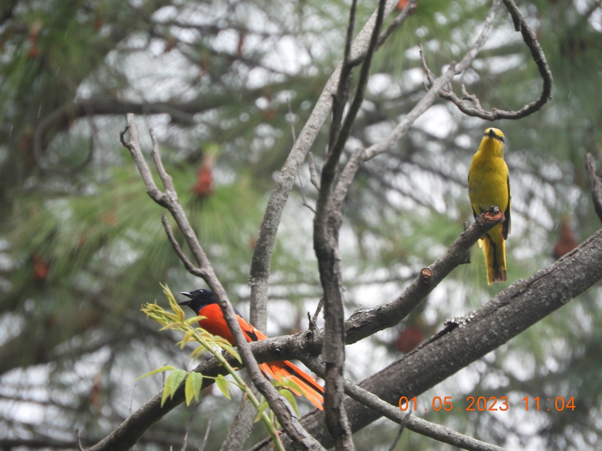赤紅山椒鳥 - ML569351581