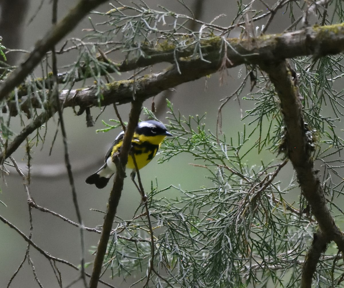 Ebird Checklist May Brumley Nature Preserve South Species