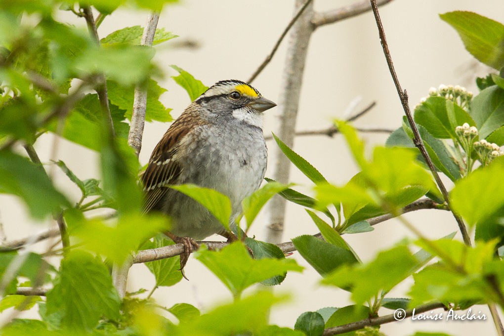 White-throated Sparrow - Louise Auclair