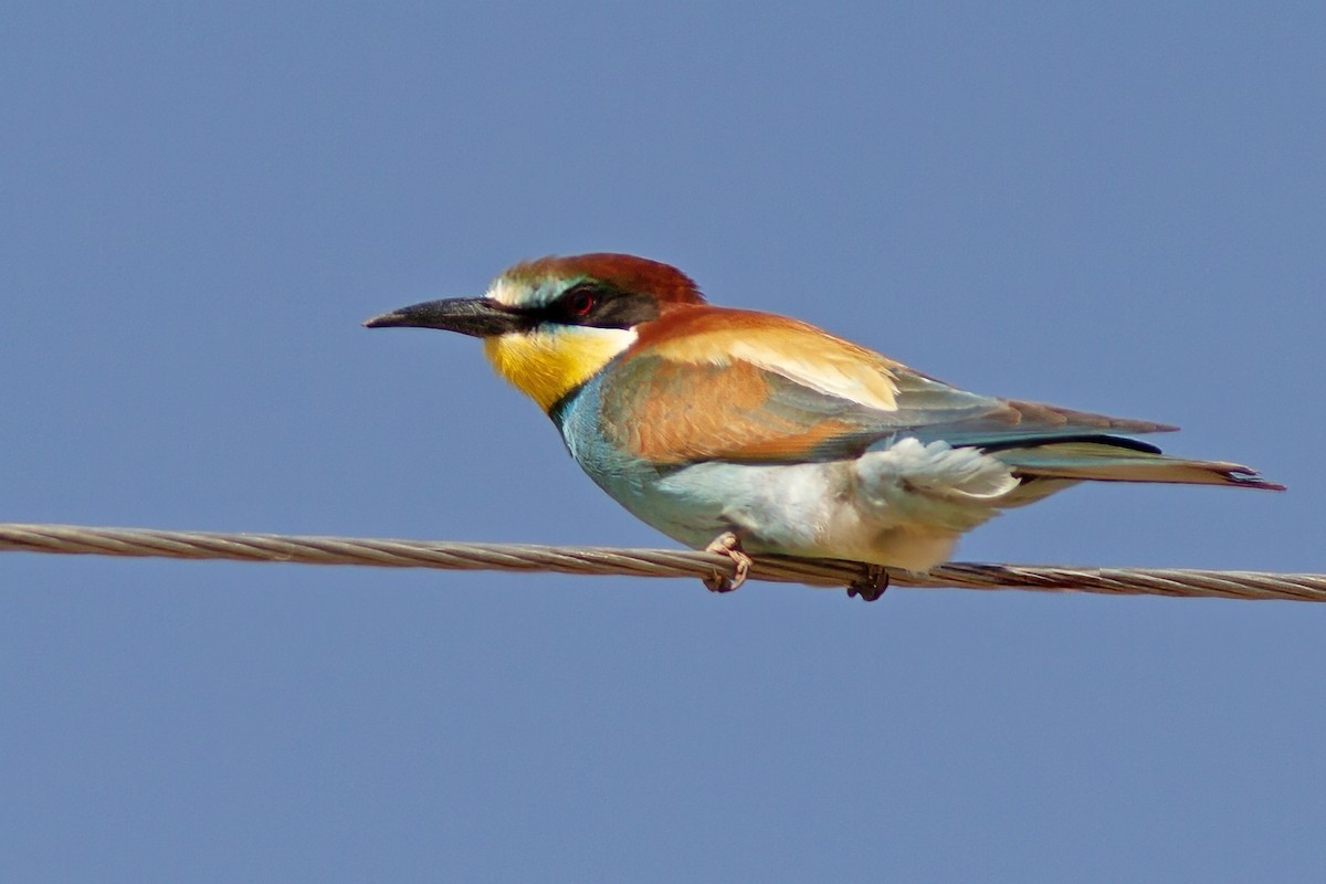 European Bee-eater - Volkan Donbaloglu