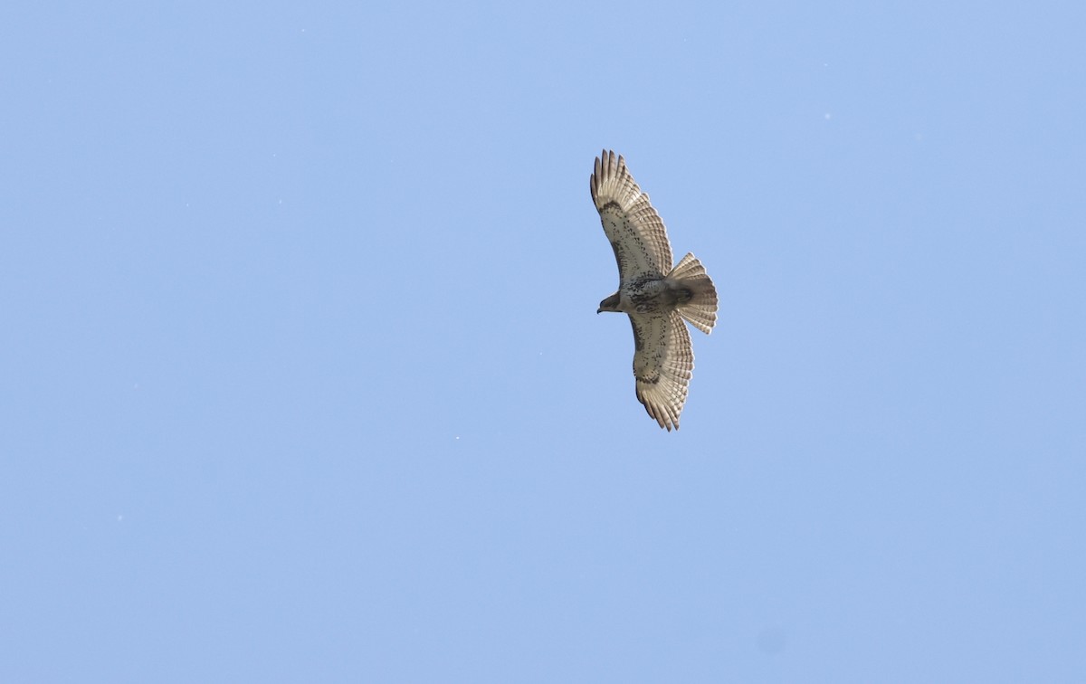 Red-tailed Hawk - ML569374991