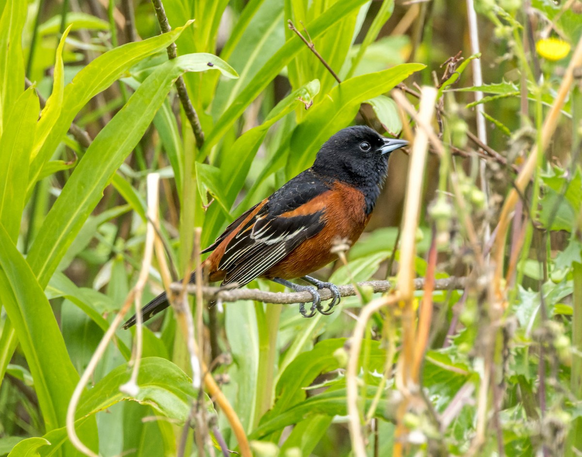 Orchard Oriole - ML569379741