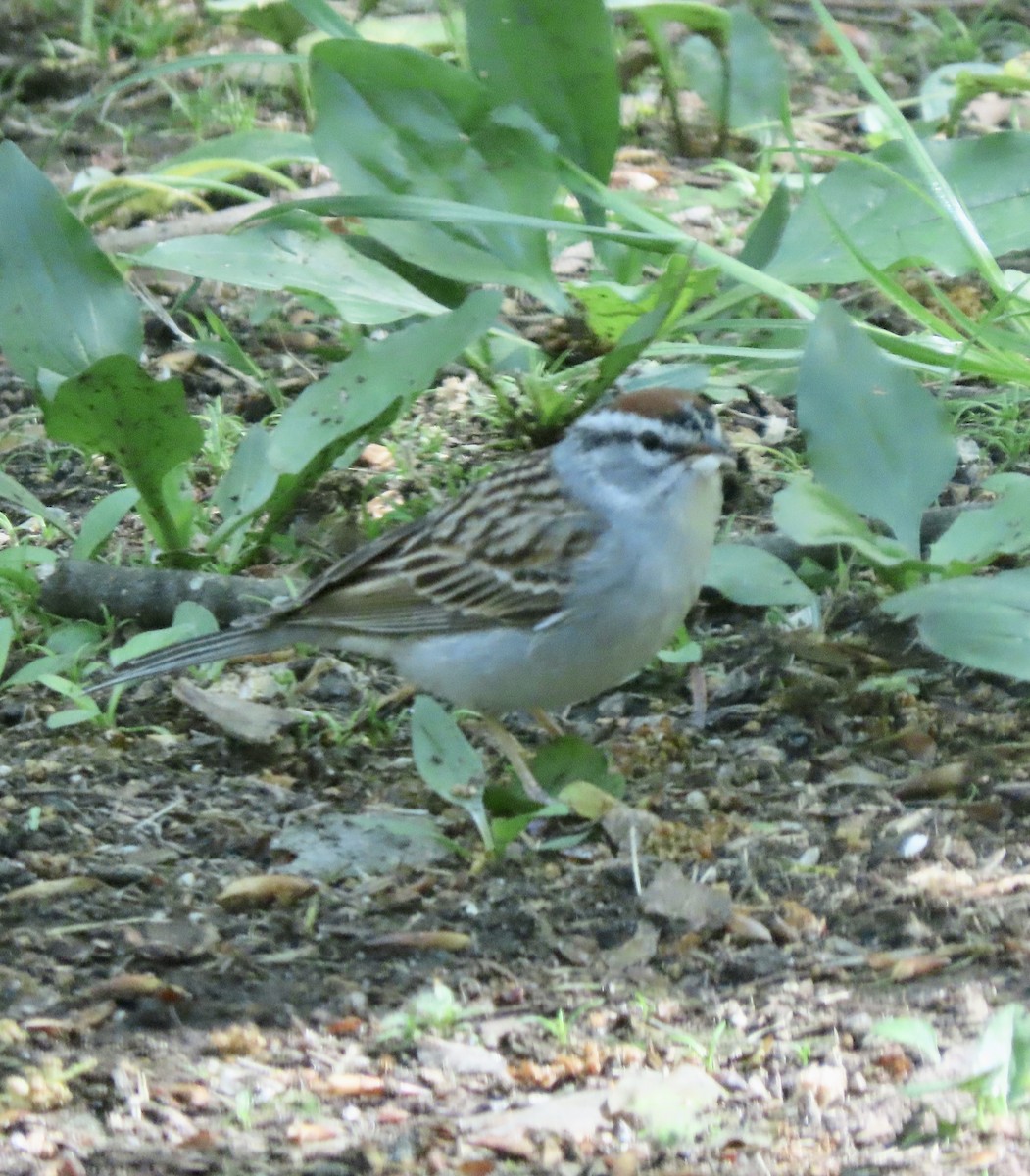 Chipping Sparrow - ML569382481