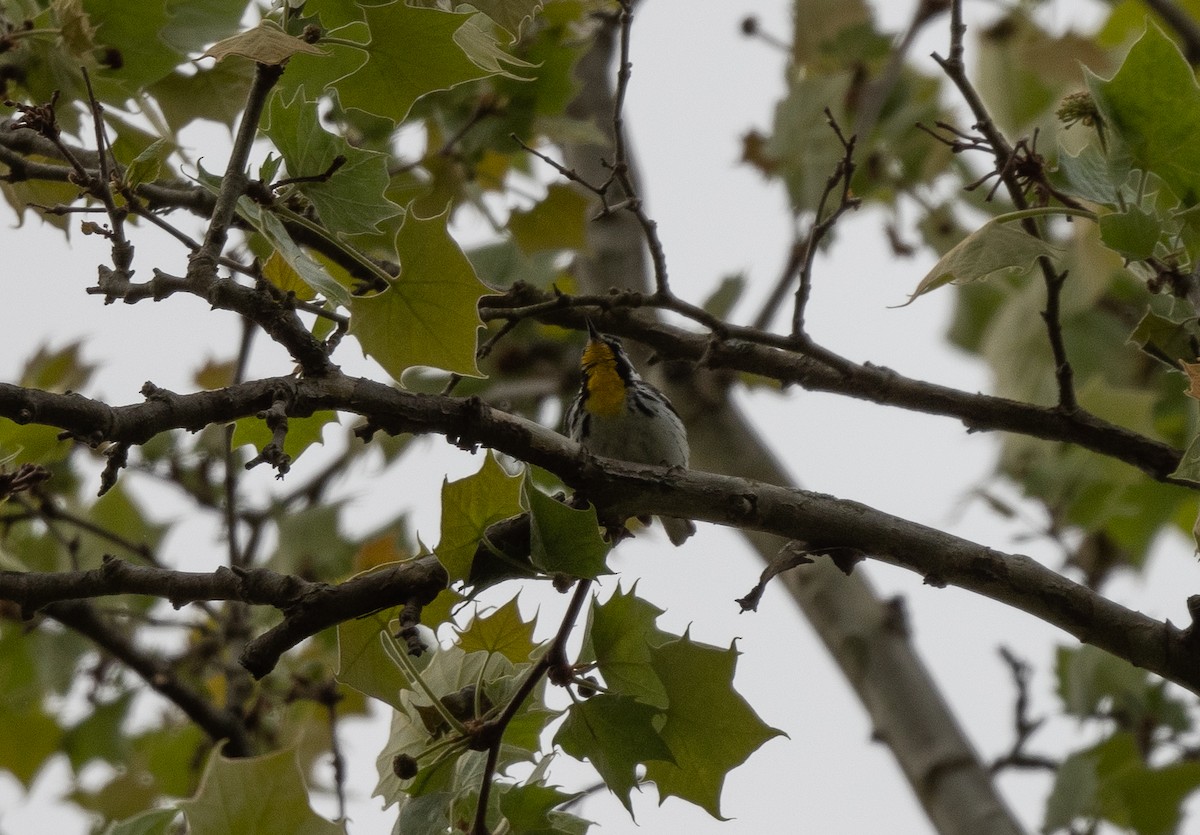 Yellow-throated Warbler - ML569383691