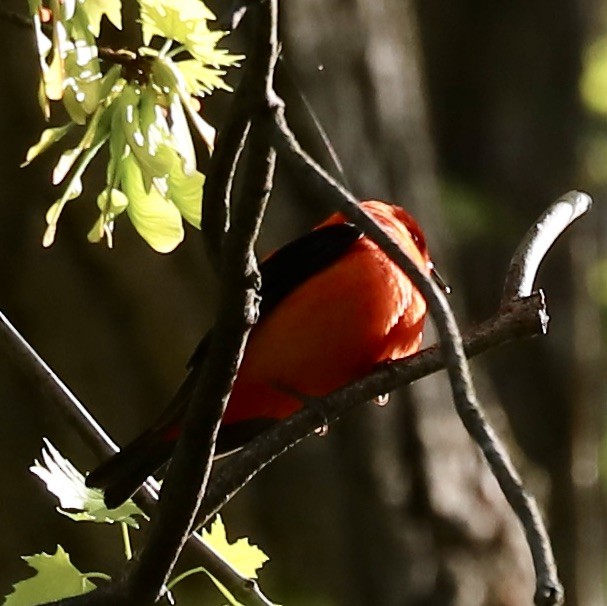 Scarlet Tanager - ML569386121