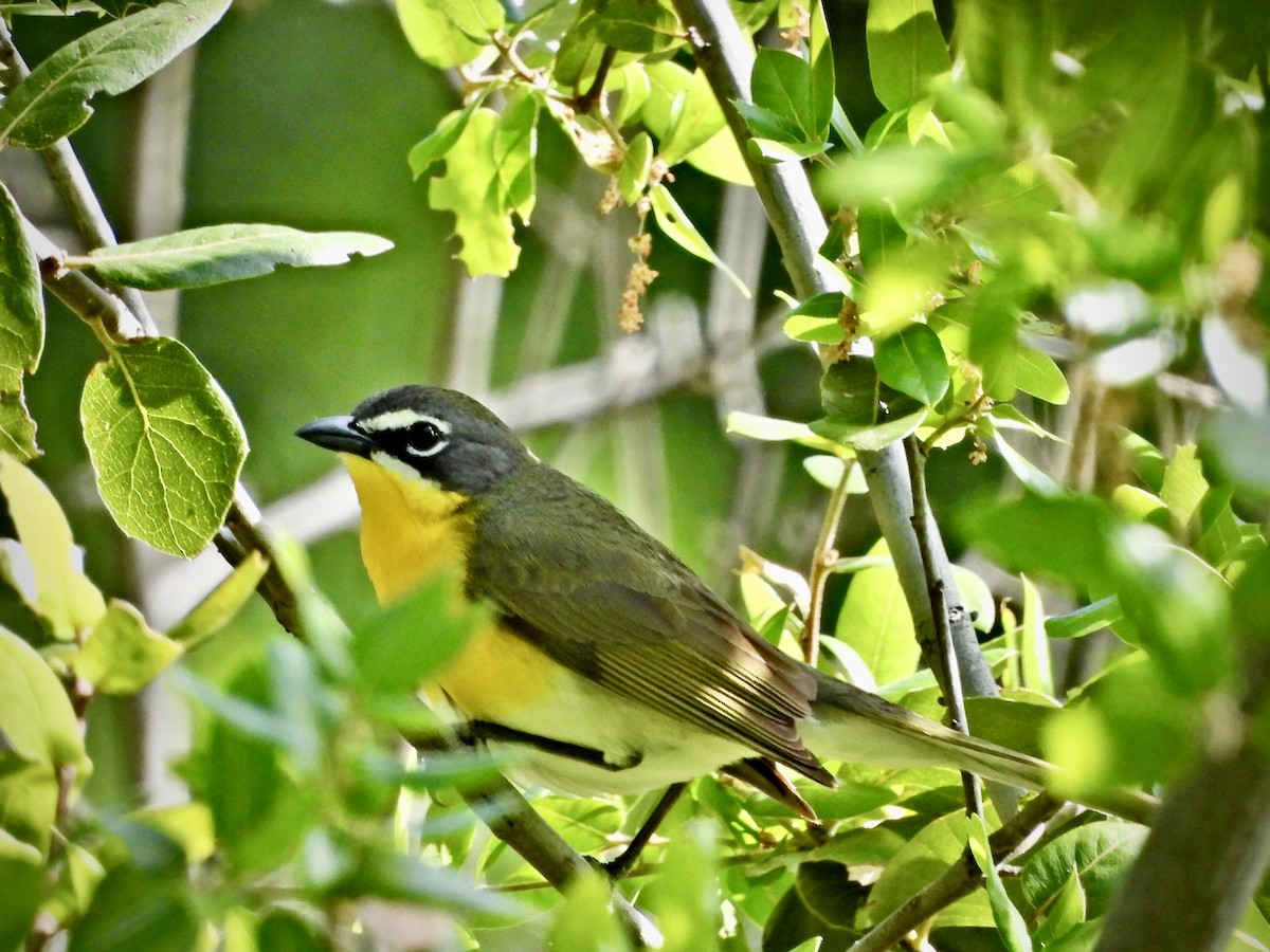 Yellow-breasted Chat - ML569389771