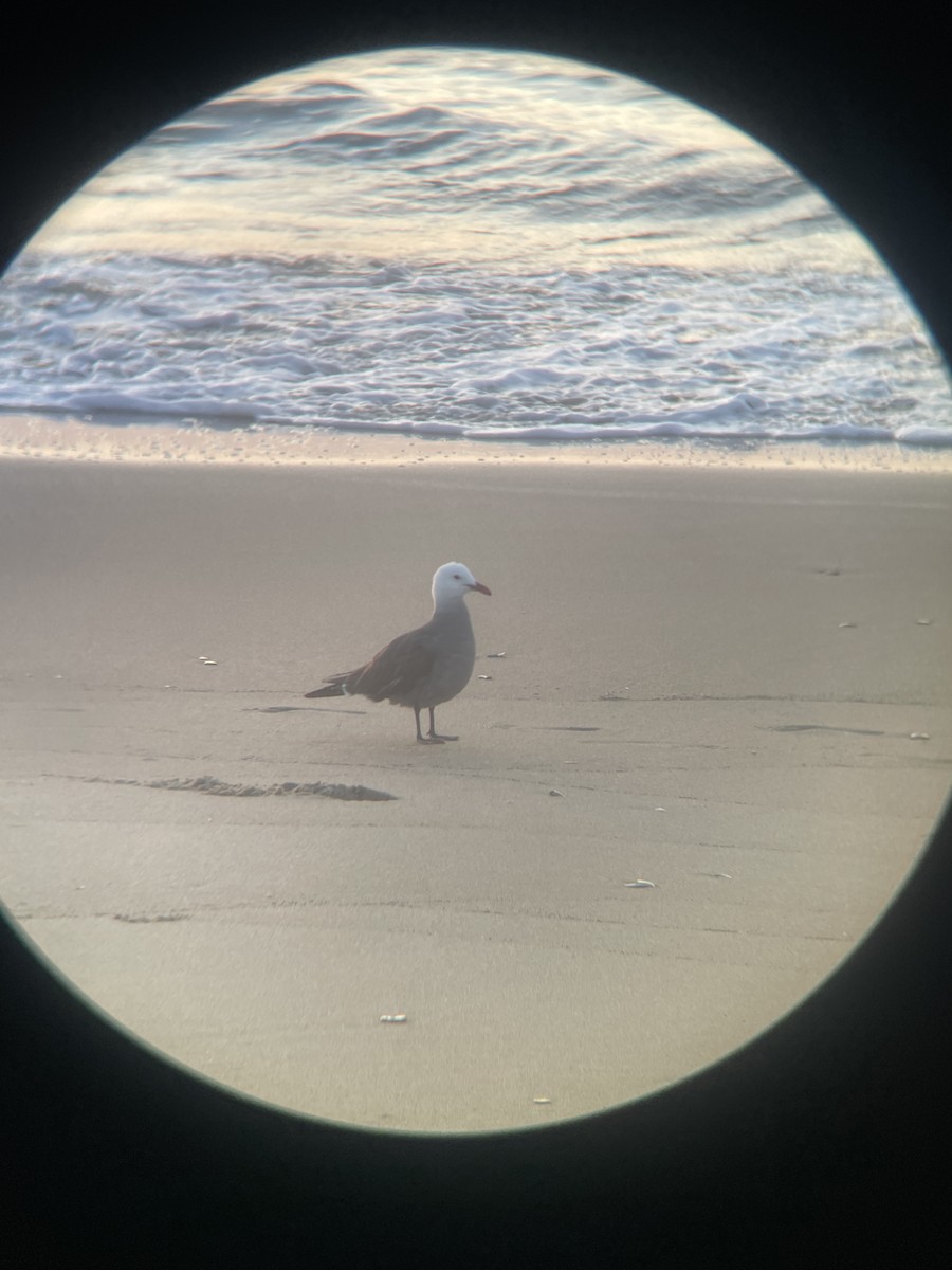 EBird Checklist 9 May 2023 Cape Hatteras NS Cape Point 1 Species