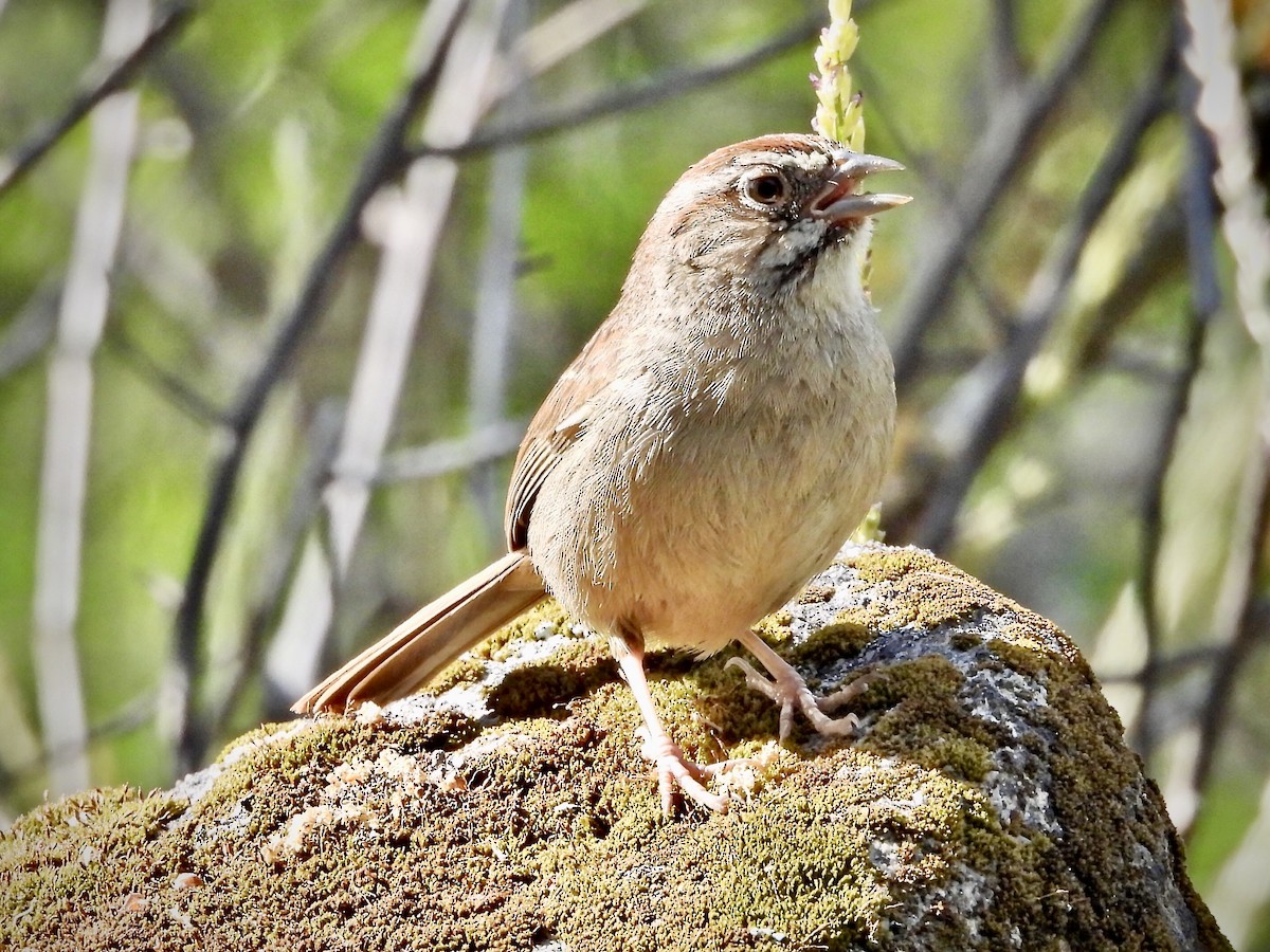 Rufous-crowned Sparrow - ML569390351