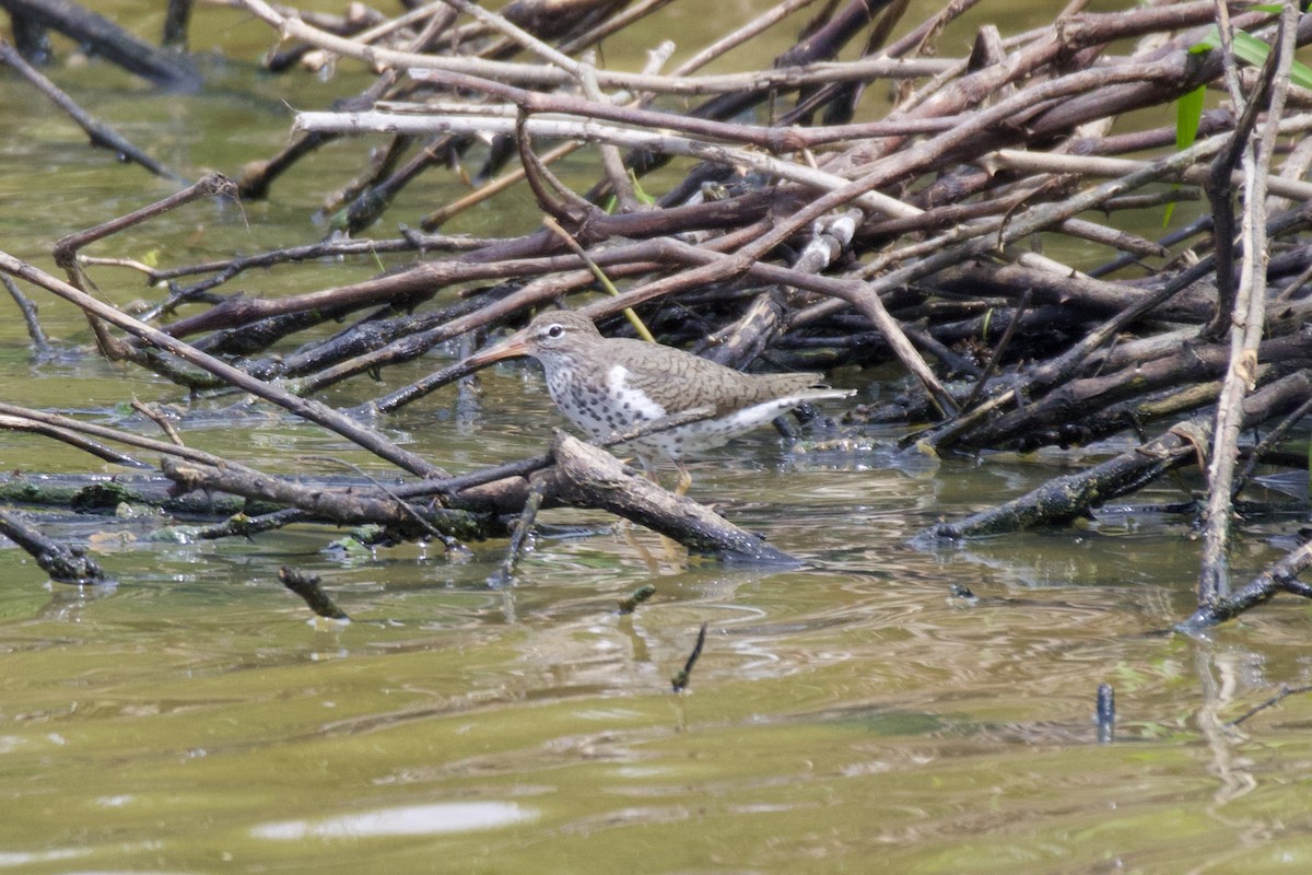 North Carolina Bird Atlas Checklist 9 May 2023 Meadow View Area