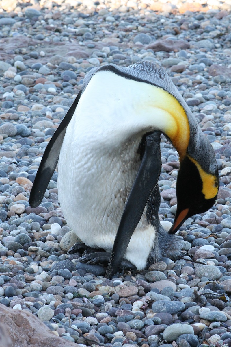 King Penguin - Gustavo Vargas