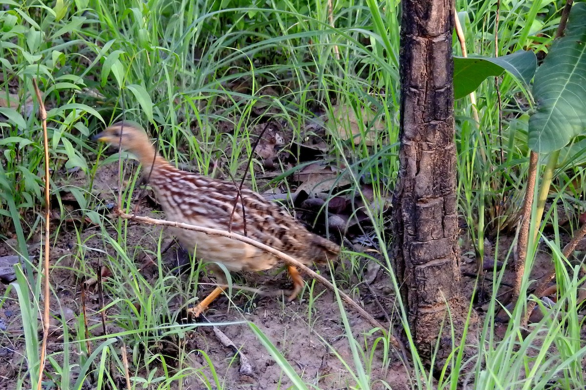 White-throated Francolin - ML569394101