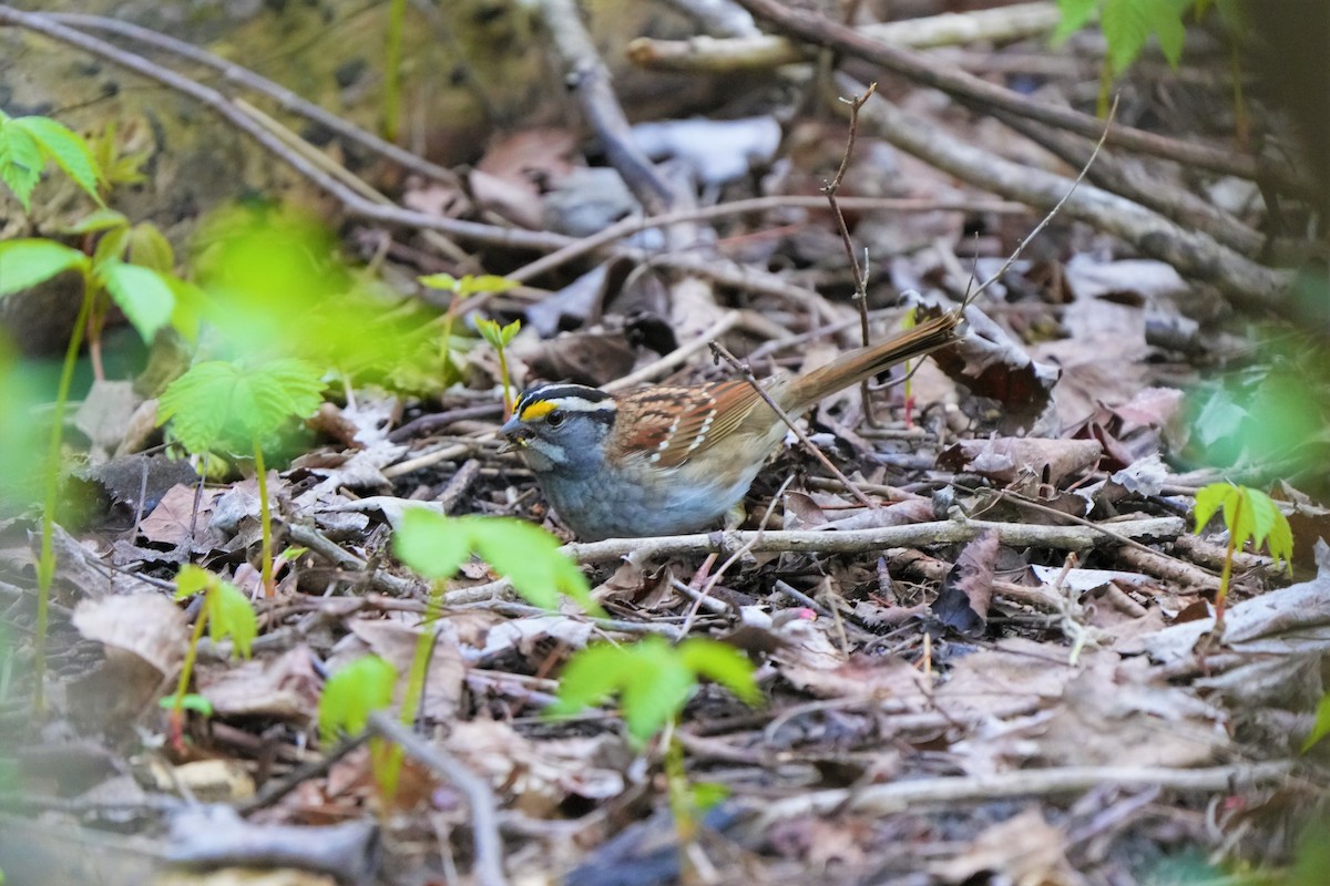 White-throated Sparrow - ML569394421