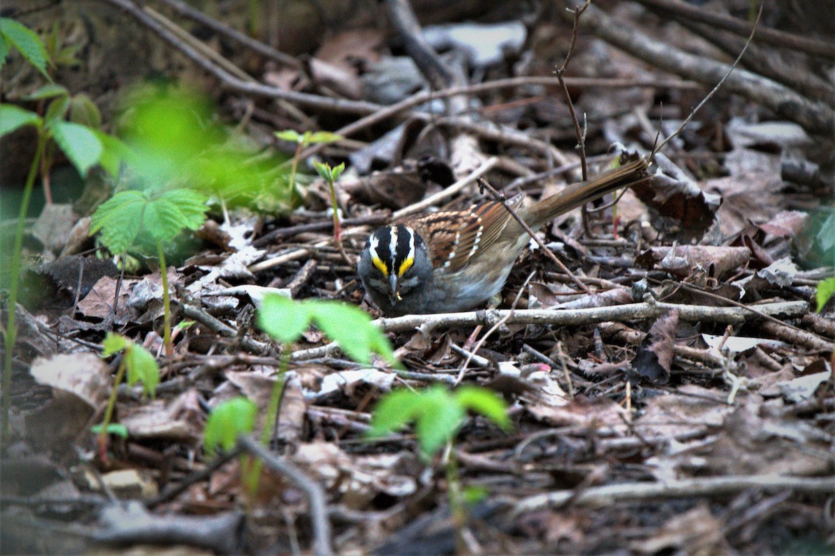 White-throated Sparrow - ML569394431