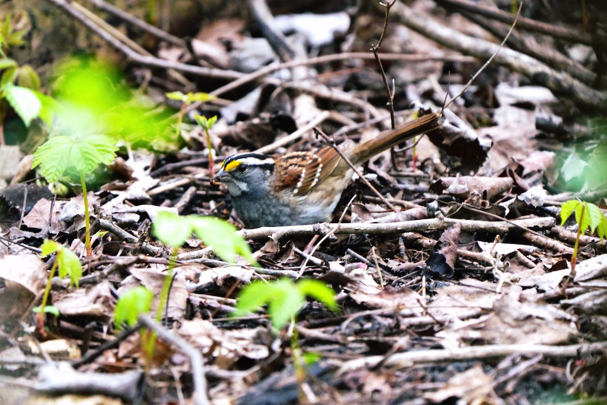 White-throated Sparrow - Ryan Trayner