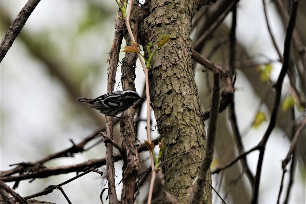 Black-and-white Warbler - ML569396291