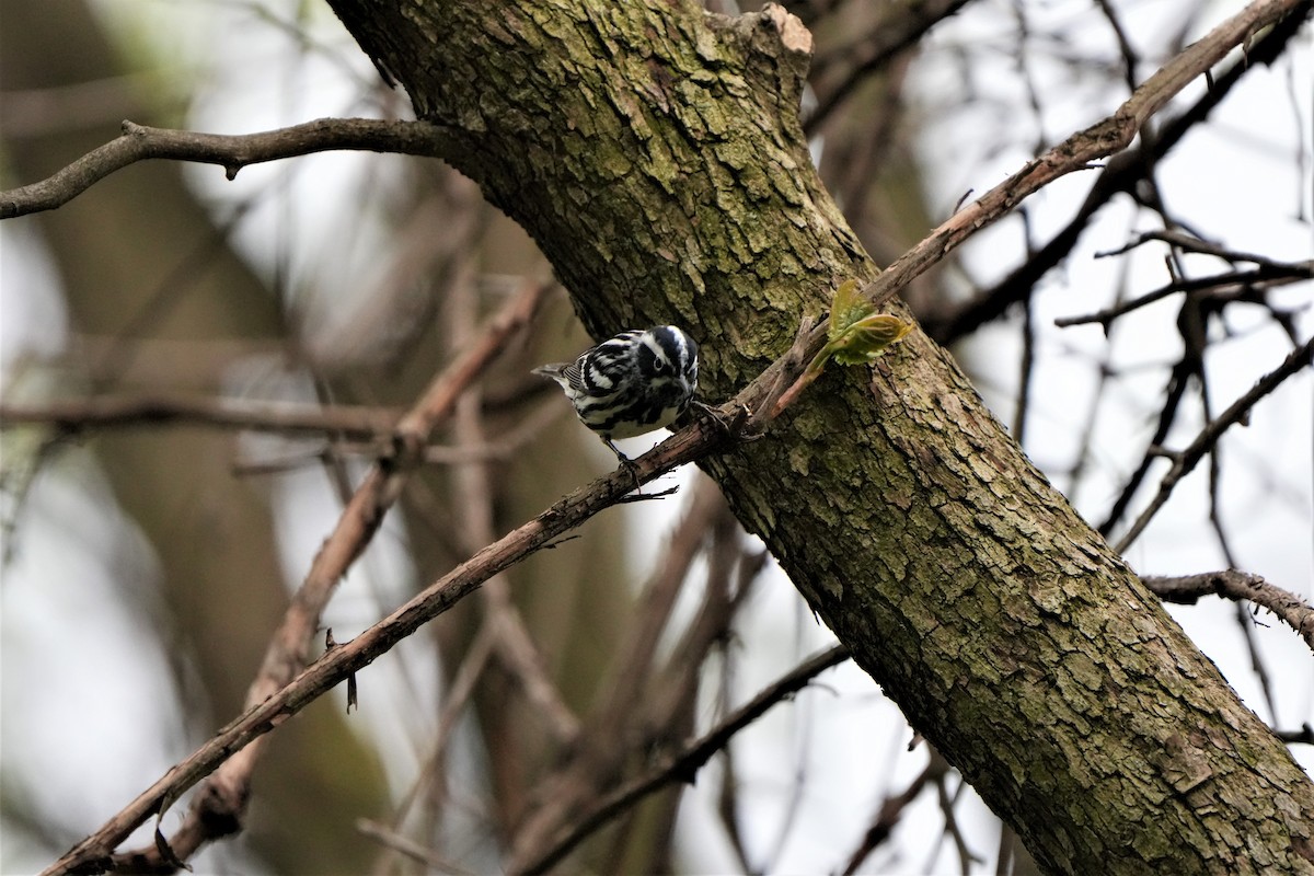 Black-and-white Warbler - ML569396311
