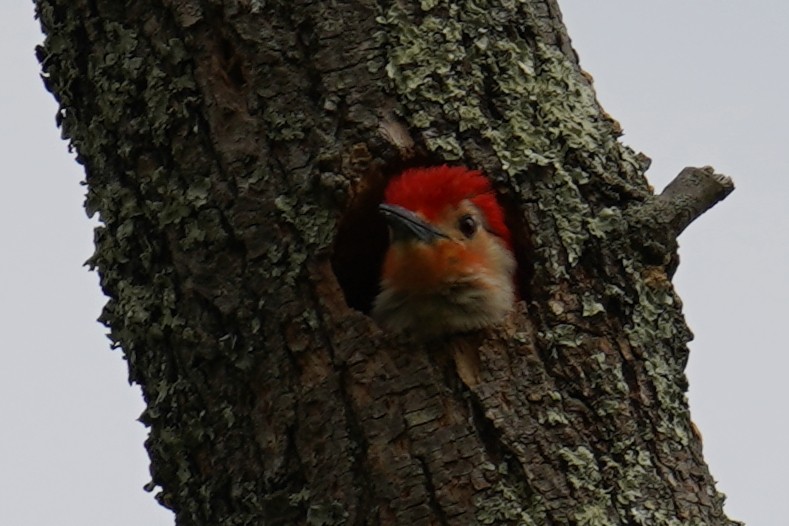 Red-bellied Woodpecker - ML569402881