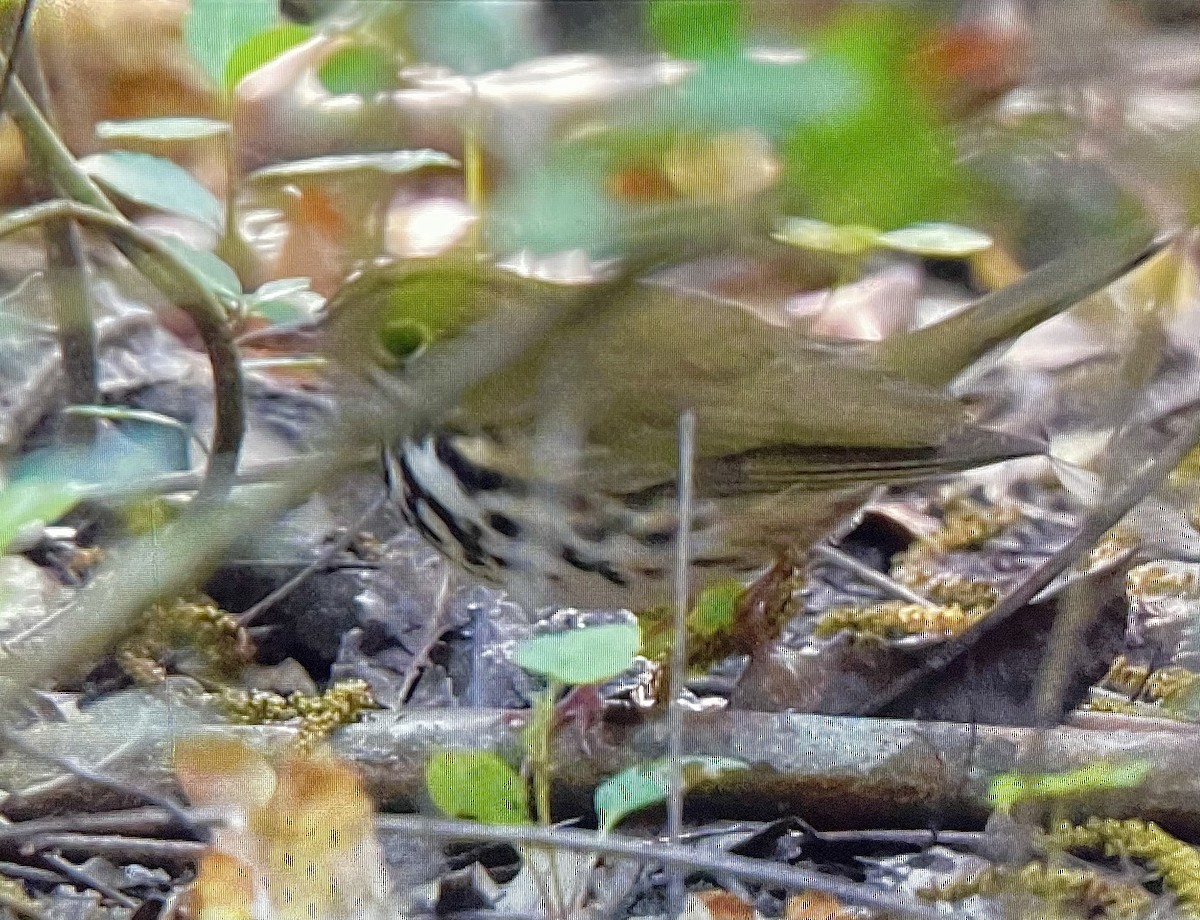 Ebird Checklist May High Island Smith Oaks Sanctuary Utc