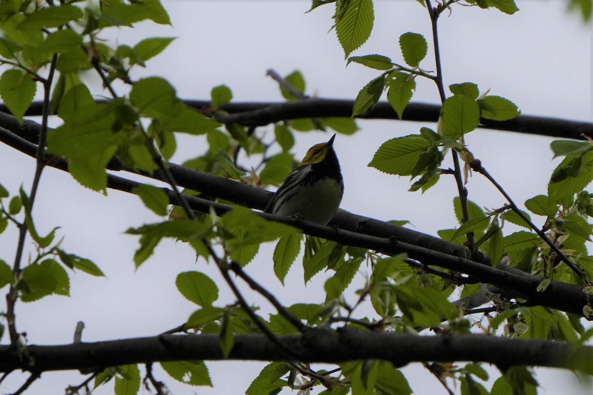 Black-throated Green Warbler - ML569405751