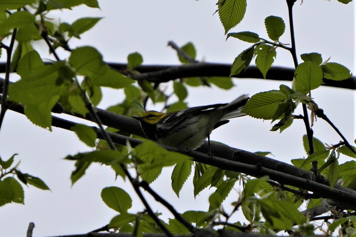 Black-throated Green Warbler - ML569405871