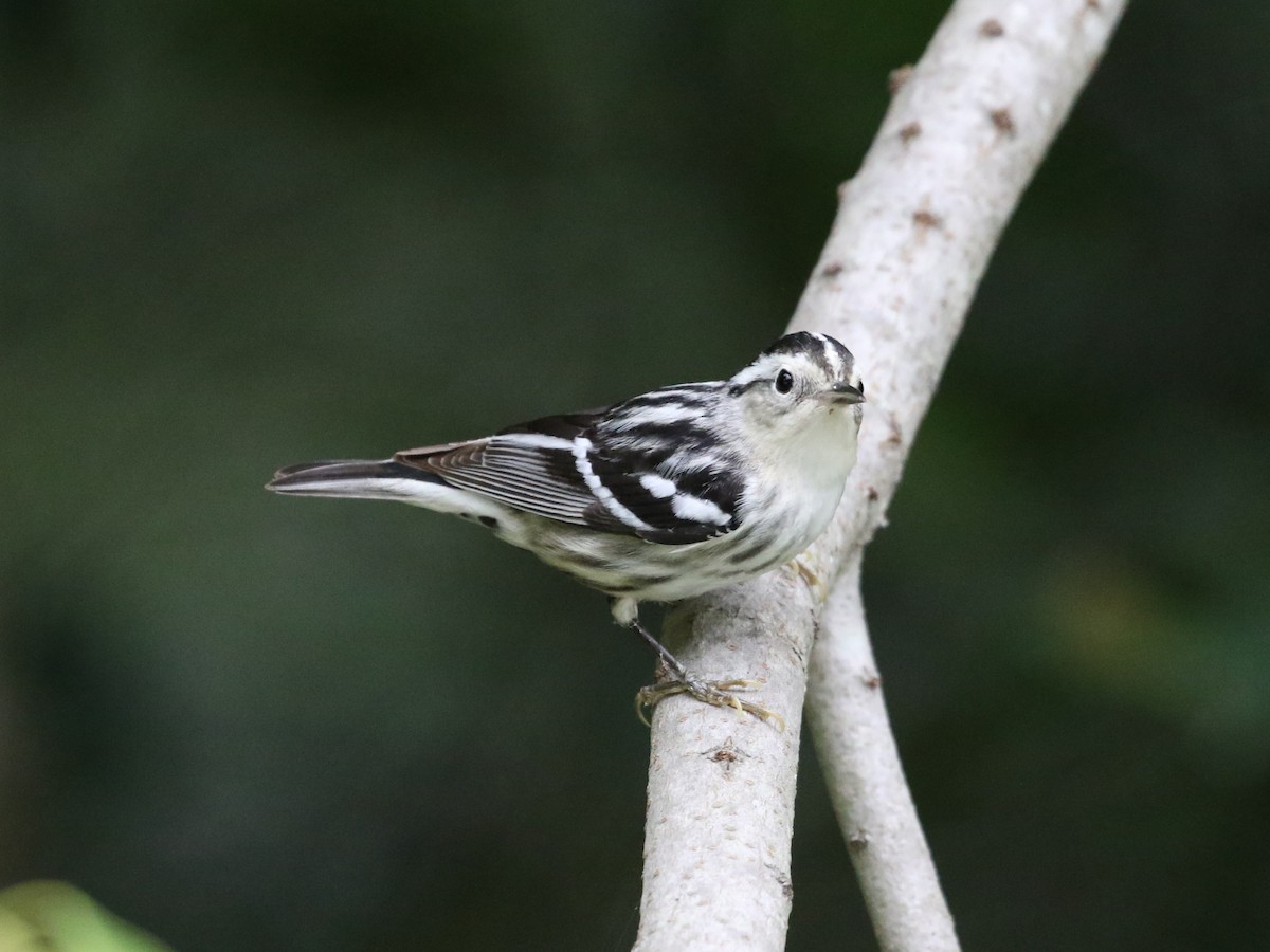 Black-and-white Warbler - ML569413181