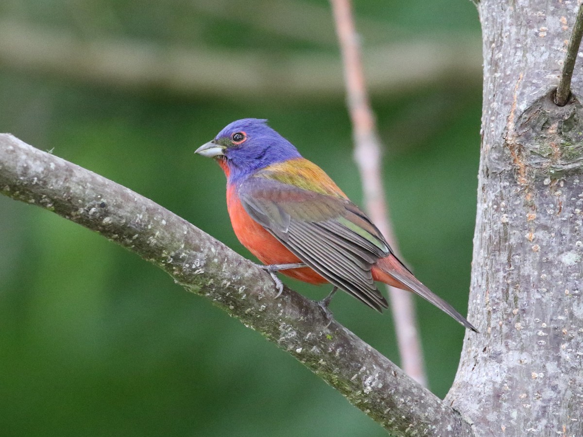 Painted Bunting - ML569413771