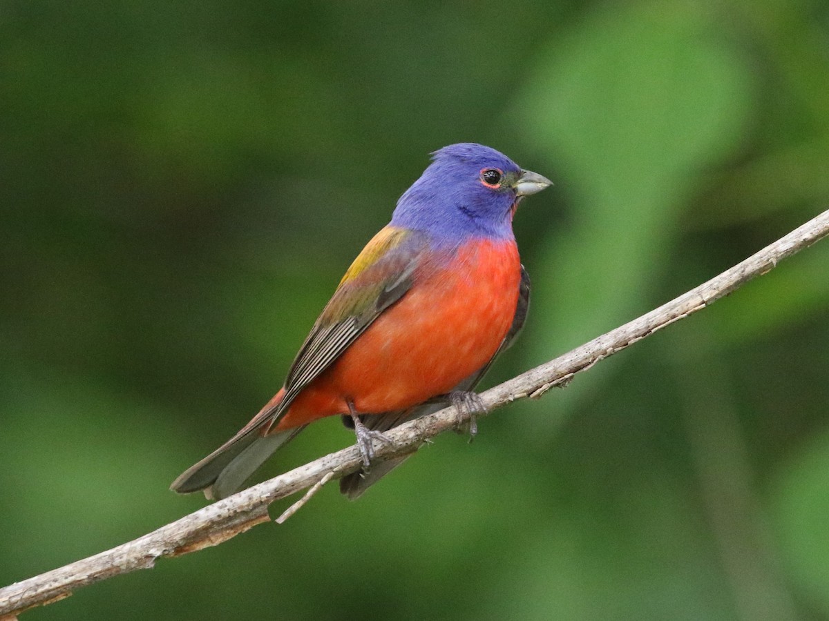 Painted Bunting - ML569413821
