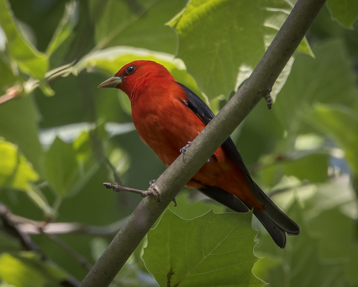 Scarlet Tanager - ML569419221