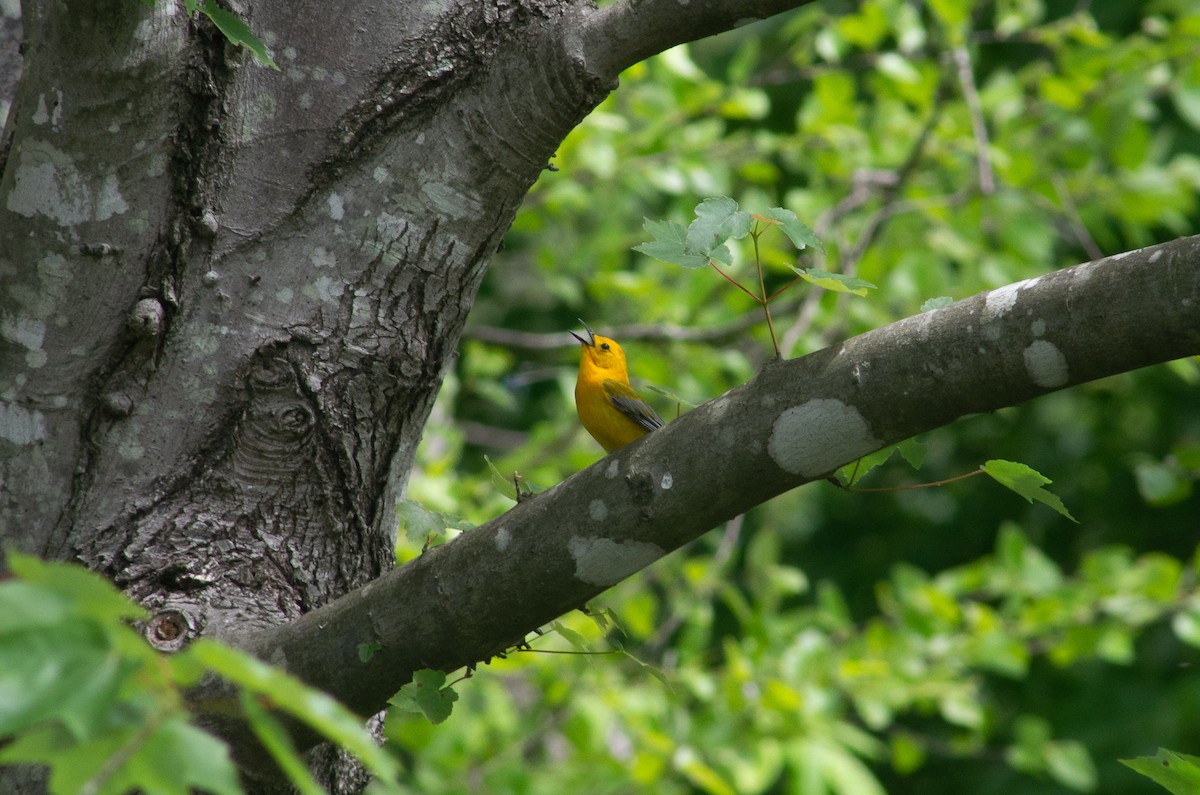 Prothonotary Warbler - Kevin Durso