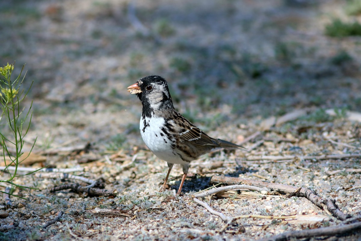 Harris's Sparrow - ML56942421