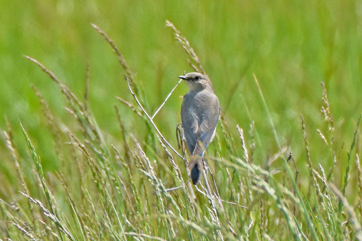 eBird Checklist 8 May 2023 111 Stonelea Drive, Troutville, Virginia