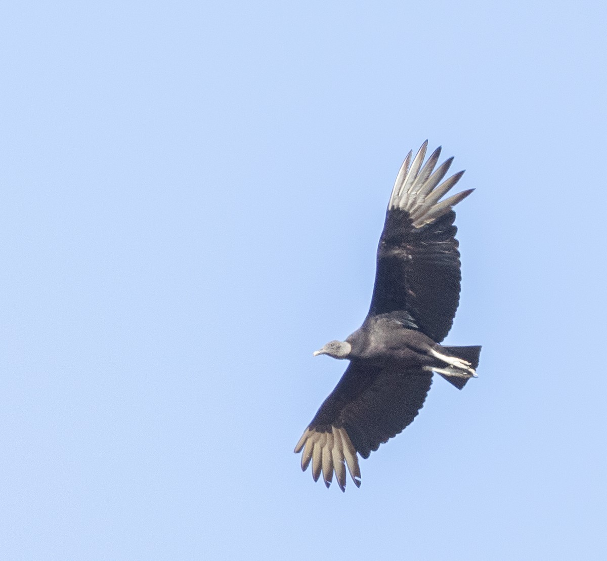 Black Vulture - ML569434991