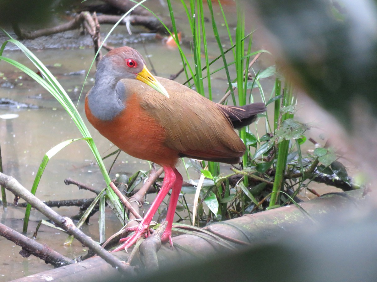 Gray-cowled Wood-Rail (Gray-cowled) - Tim Forrester