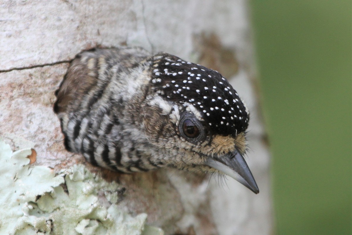 White-barred Piculet (White-barred) - ML569435331